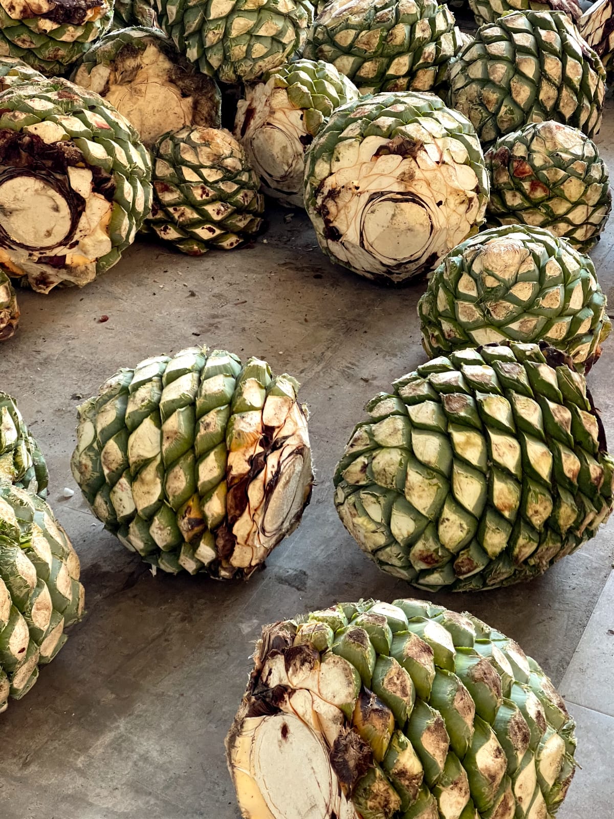Metagave Pinas